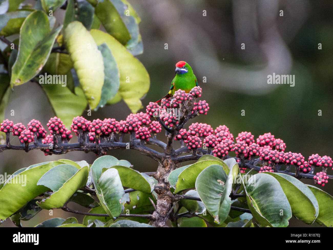 Oreopsittacus arfaki hires stock photography and images Alamy