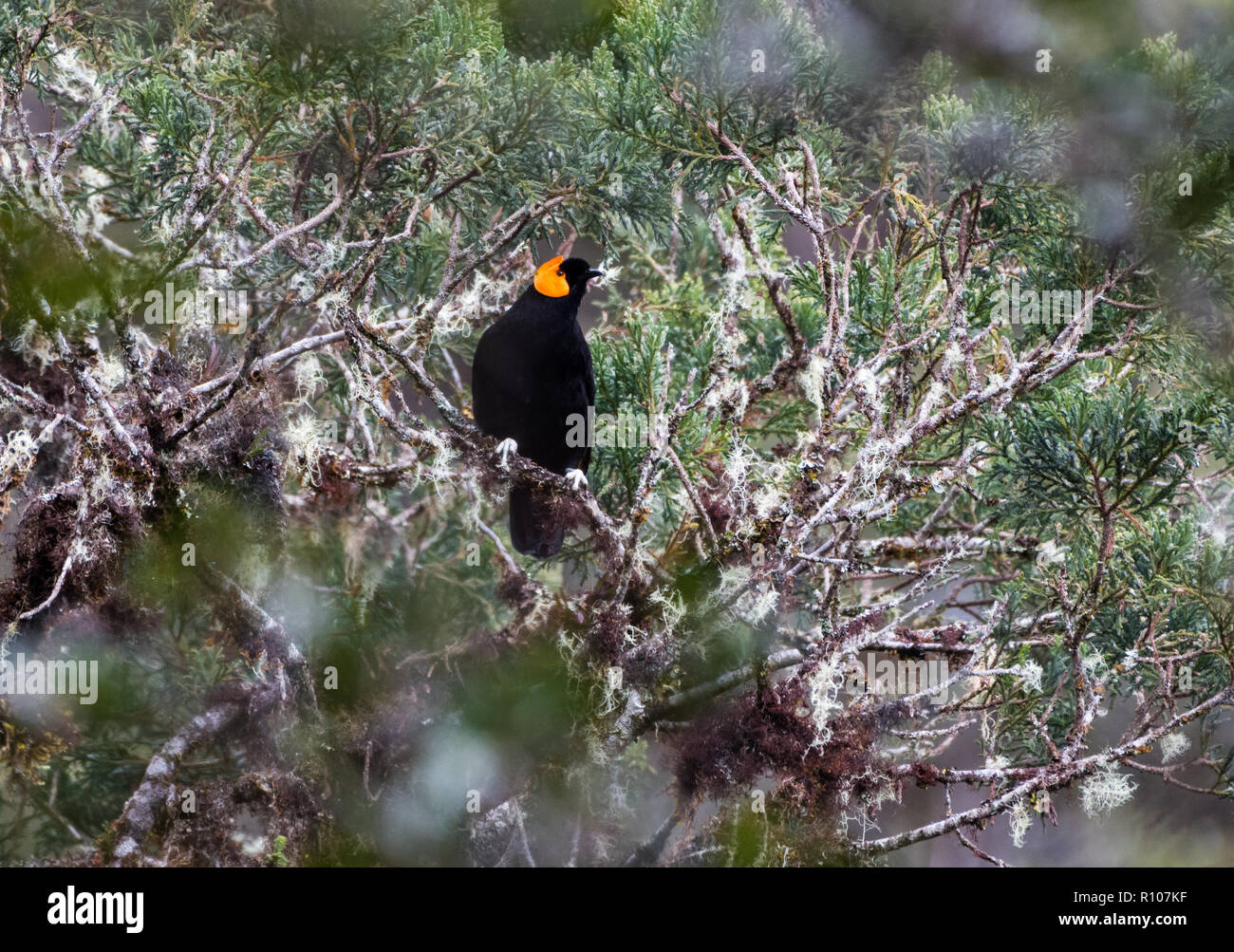 A Macgregor's Honeyeater (Macgregoria pulchra) perched on a tree.  Snow Mountains, Papua, Indonesia. Stock Photo