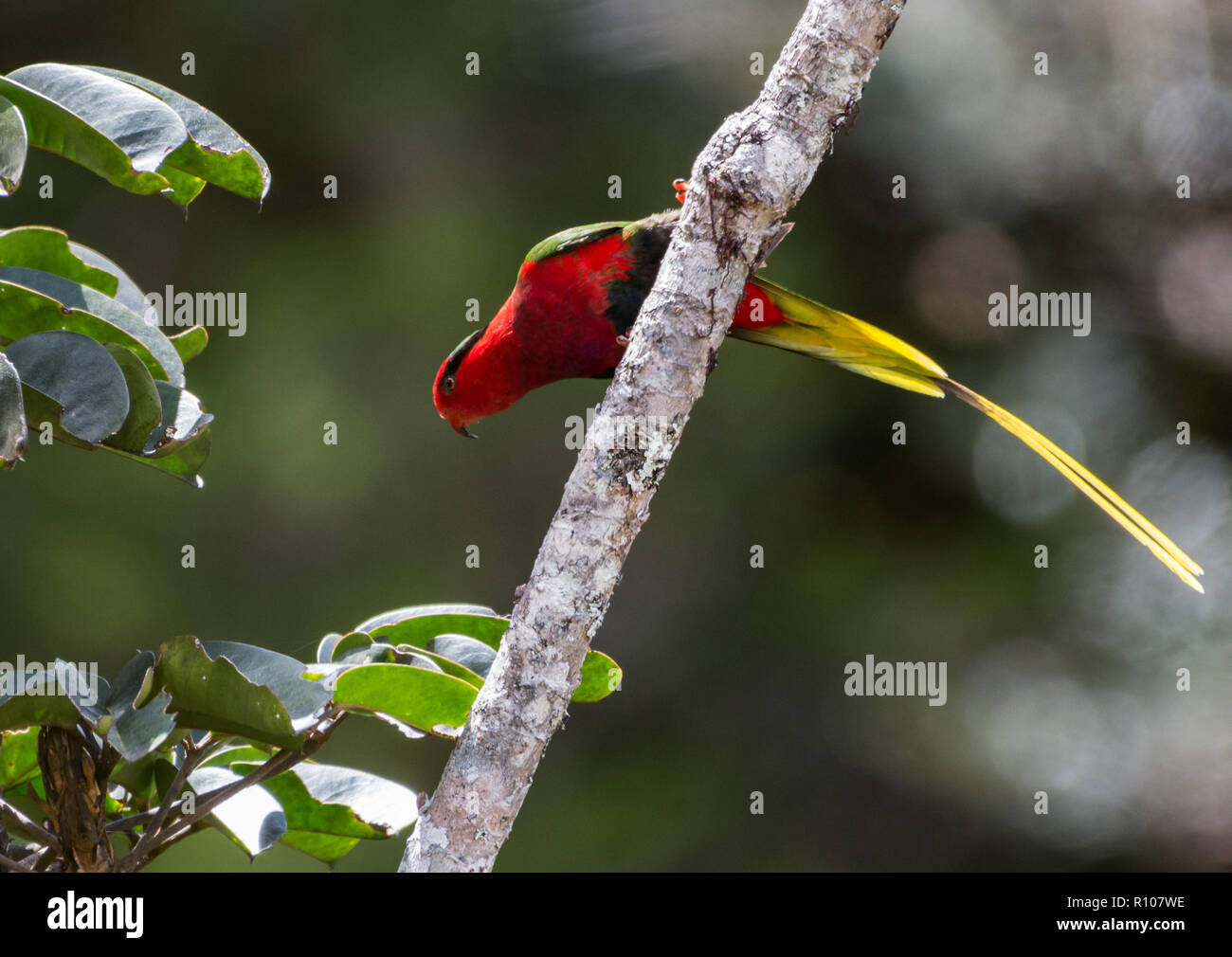 A red form Papuan Lorikeet (Charmosyna papou), or Stella's Lorikeet, perched on a branch. Snow Mountains, Papua, Indonesia. Stock Photo