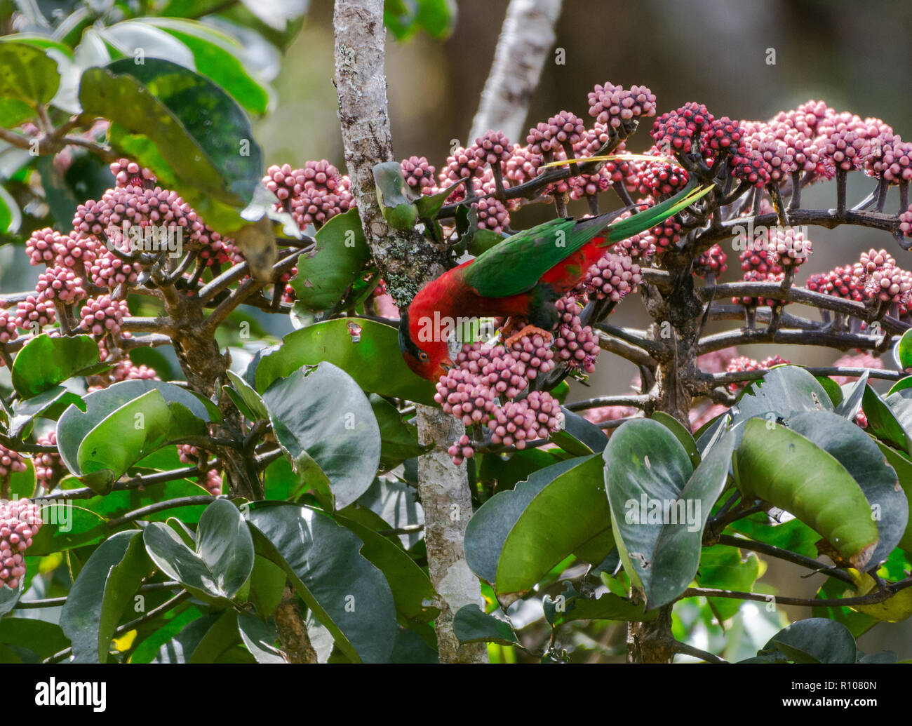 A red form Papuan Lorikeet (Charmosyna papou), or Stella's Lorikeet, feeding on pink flowers. Snow Mountains, Papua, Indonesia. Stock Photo