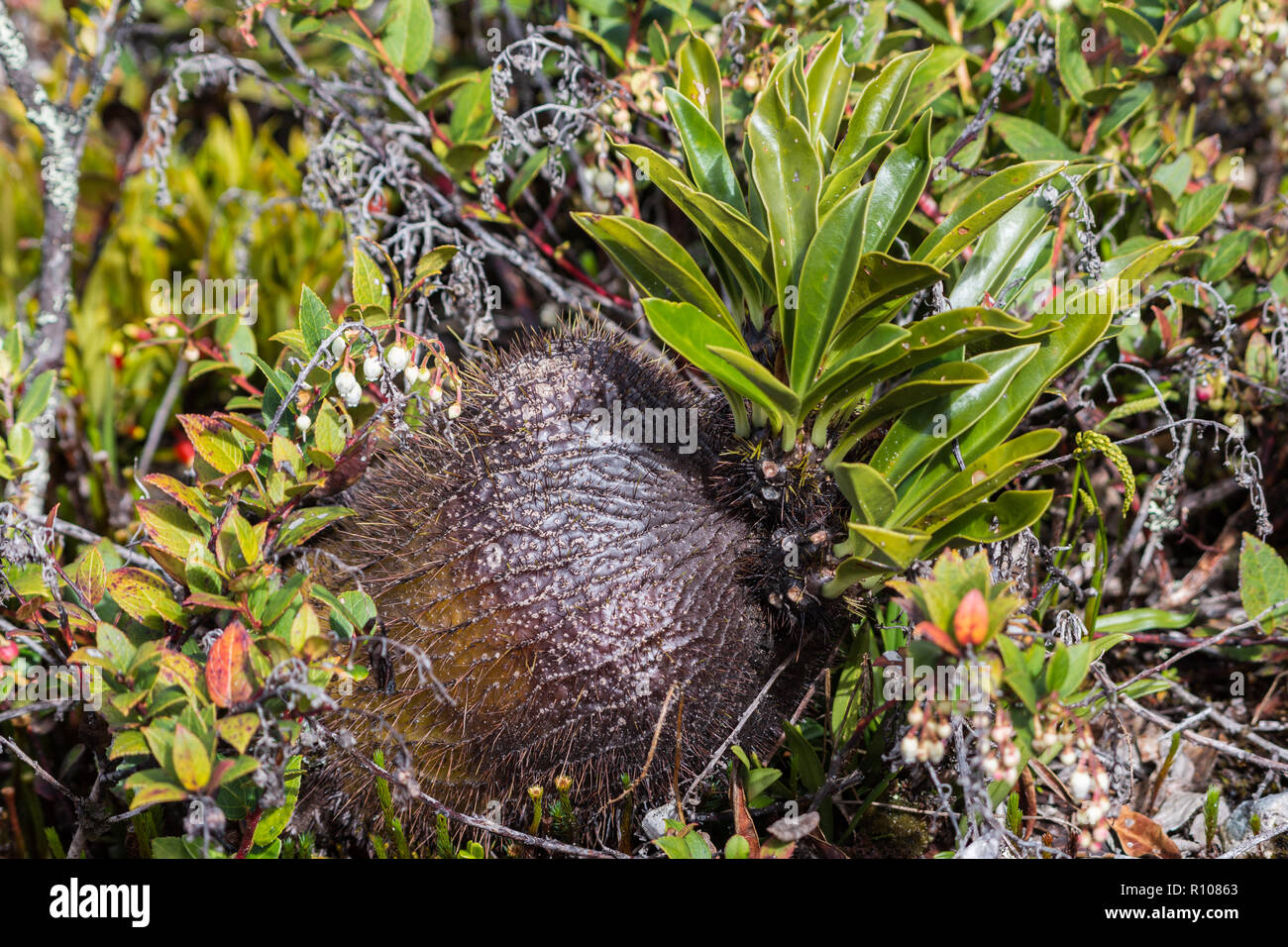 Ant Plant (Myrmecodia sp.), a strange plant native to the highlands of New Guinea. Snow Mountains, Papua, Indonesia. Stock Photo