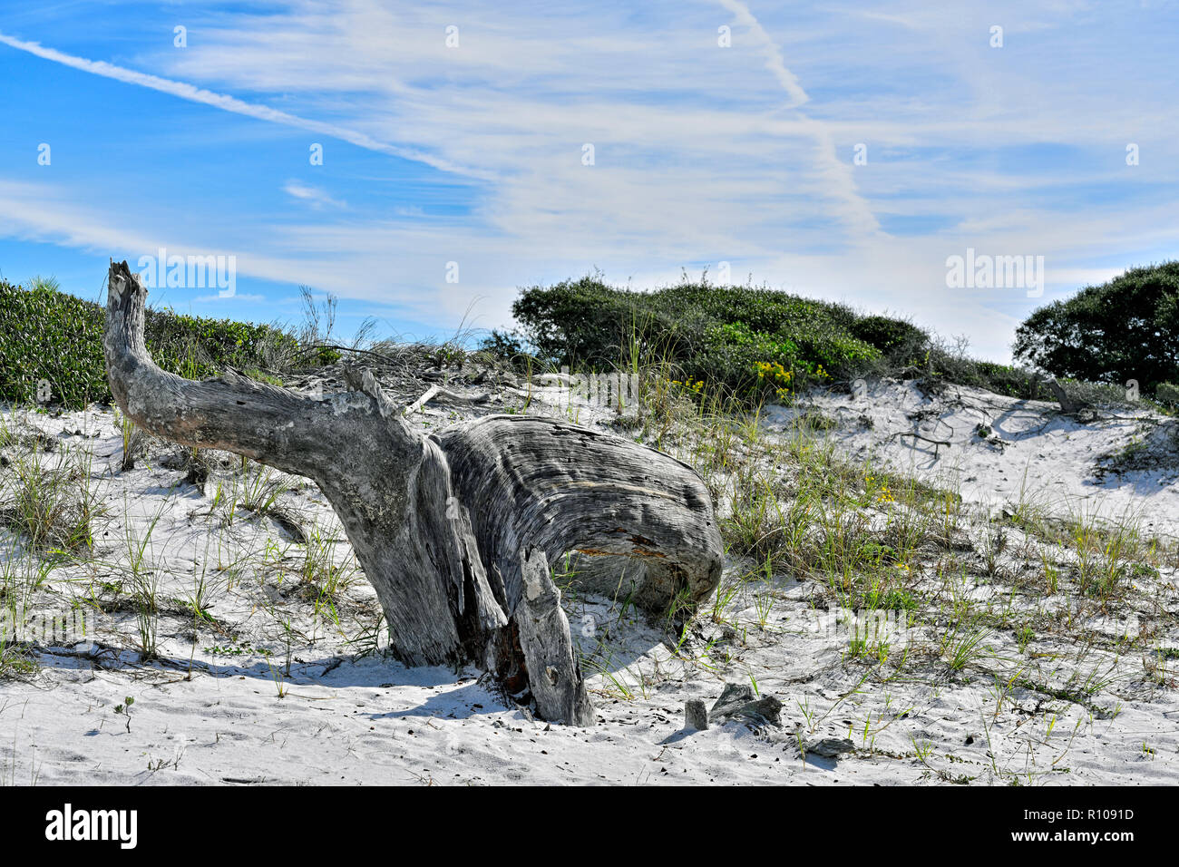Giant weathered tree stump and trunk of a dead sand oak tree in the sand dunes along the panhandle Florida Gulf coast, USA. Stock Photo