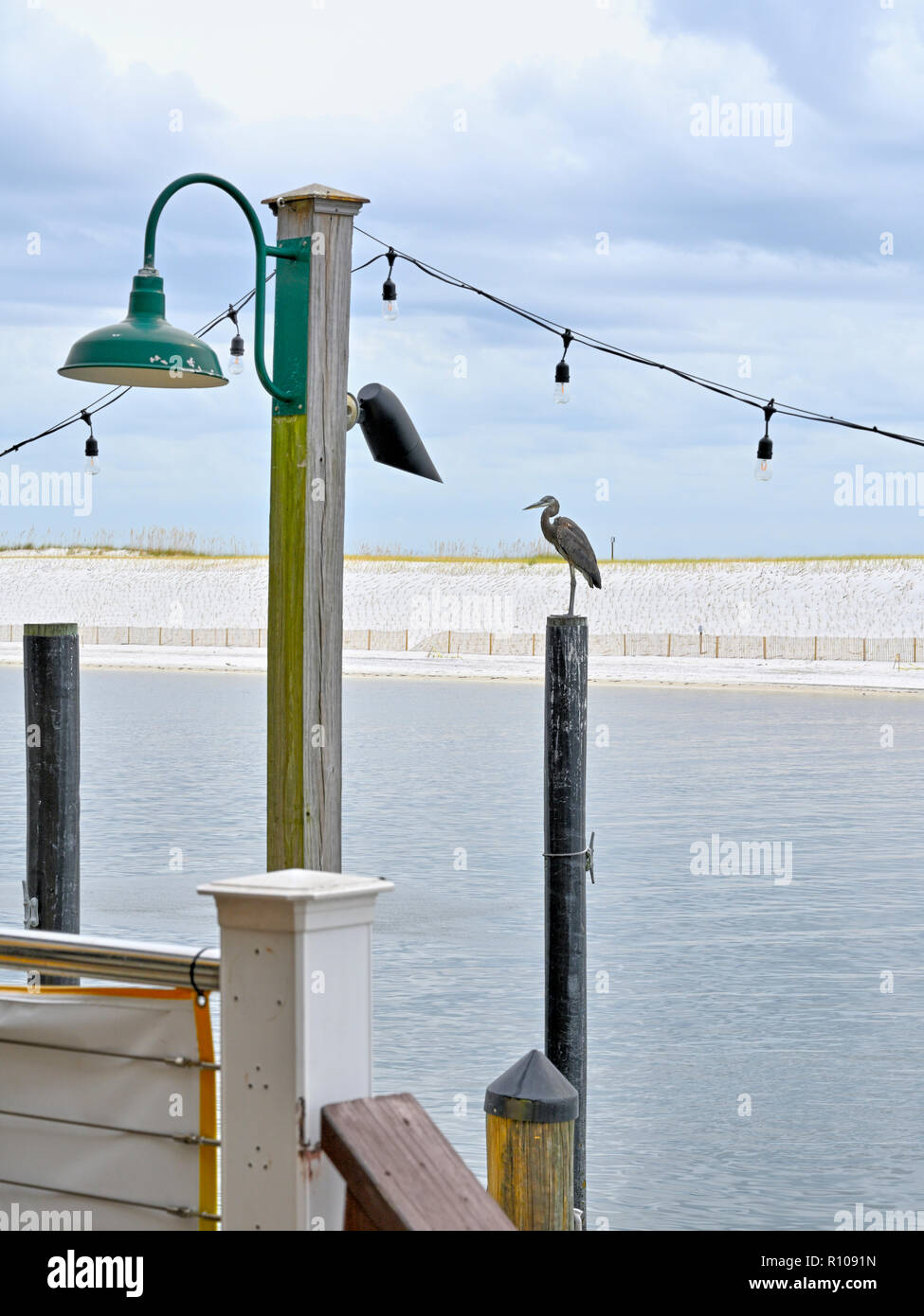 Great Blue Heron, Ardea herodias, a water bird, standing on a mooring piling at the HarborWalk (Harbor Walk) Marina in Destin, Florida USA. Stock Photo