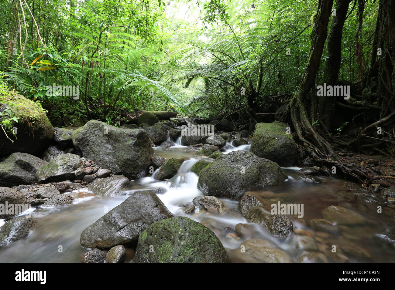 Waihi stream in the lush tropical rainforest, Oahu, Hawaii Stock Photo