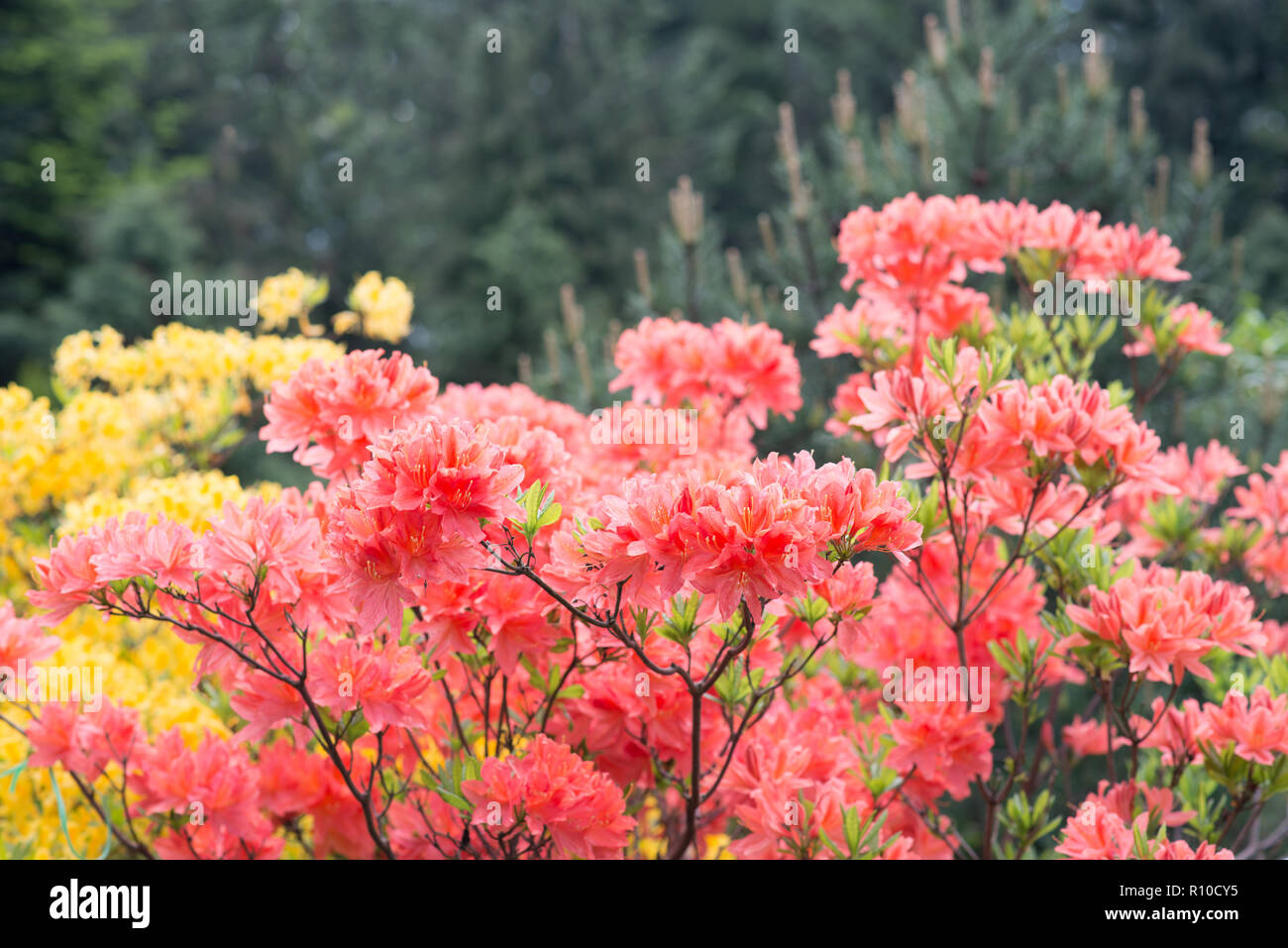 Rhododendron bush coral in the garden Stock Photo