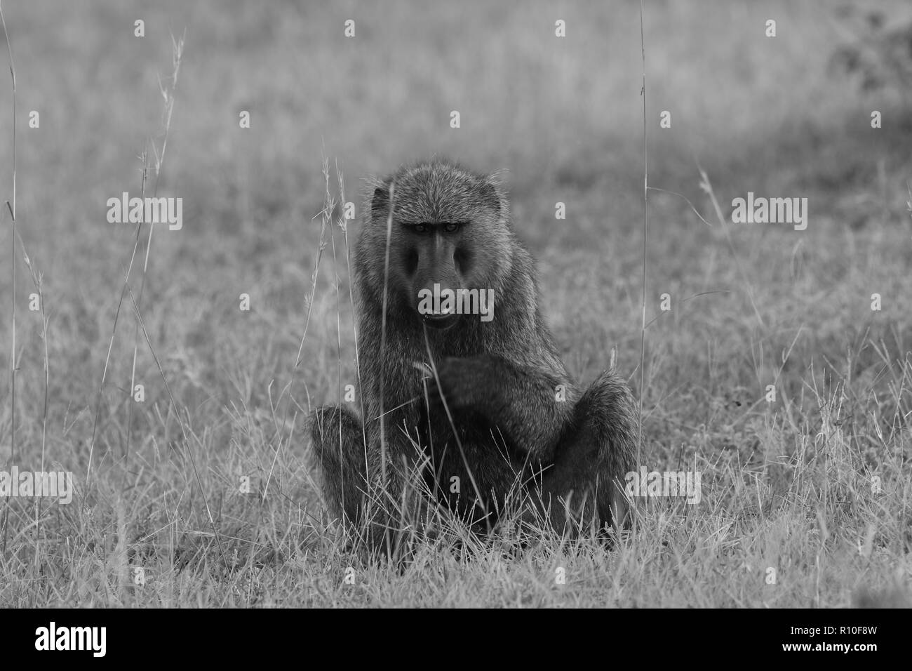 1 one Single Olive Baboon (Papio anubis) looking at camera grinning sitting in grass black and white Murchison Falls Park Uganda Stock Photo