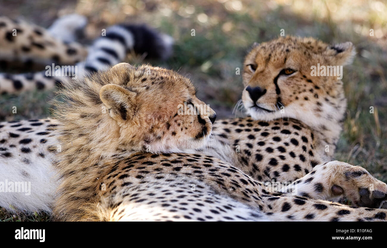 Cheetah, (Acinonyx jubatus), 2 two, laying, yearling offspring resting ...