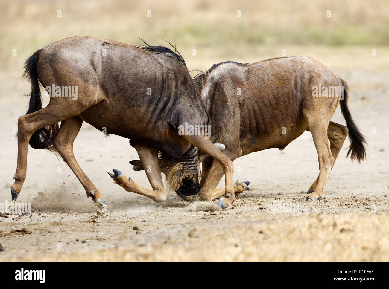 2 Two Blue Wildebeest fighting on knees Ngorongoro Crater Tanzania Africa Stock Photo