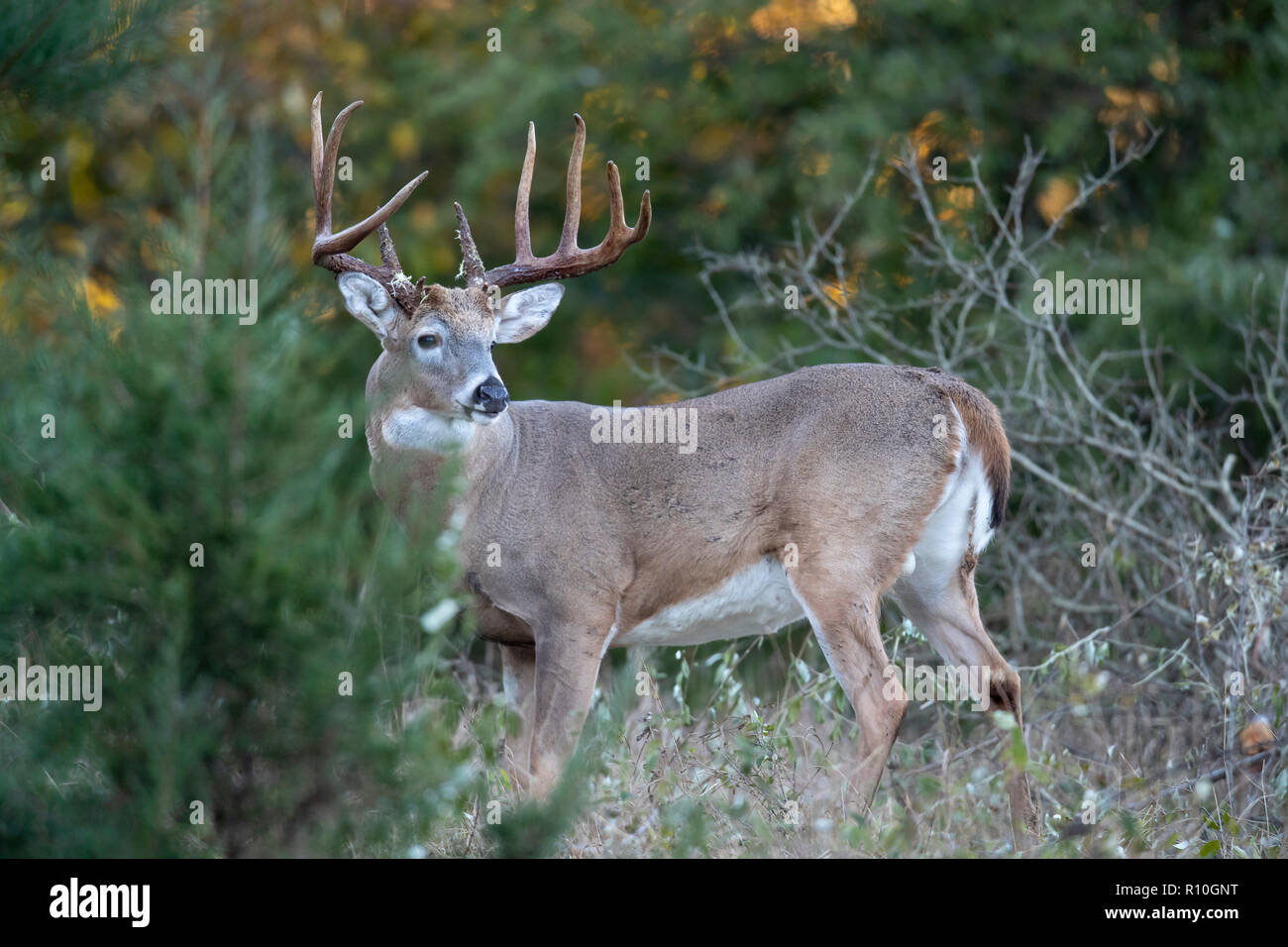 An alert, mature buck whitetail deer standing at the edge of a forest