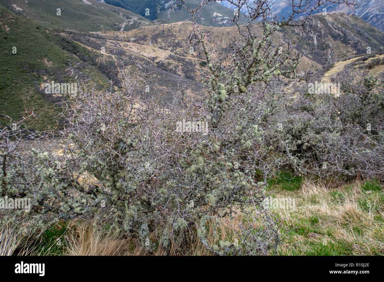 Matagouri growing near tussocks in the high country of New Zealand Stock Photo