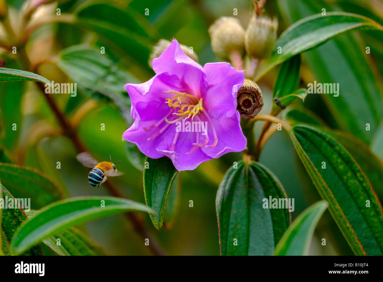 Blue Banded Bees pollenating flowers Stock Photo Alamy