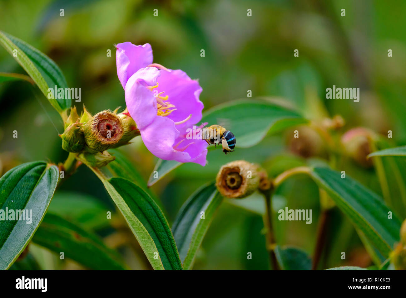 Blue Banded Bees pollenating flowers Stock Photo Alamy