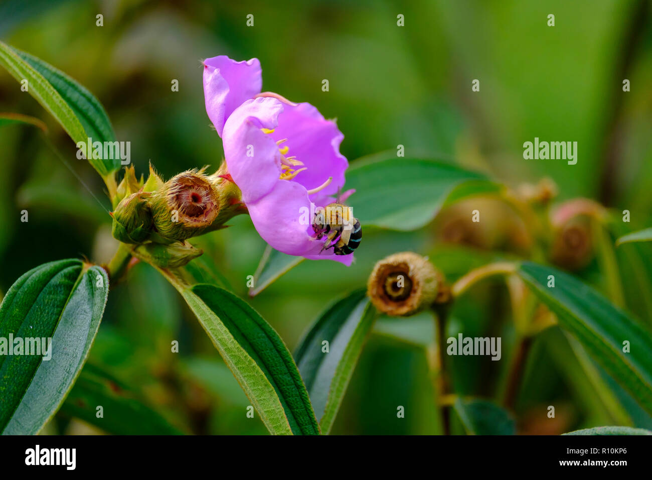 Blue Banded Bees pollenating flowers Stock Photo Alamy