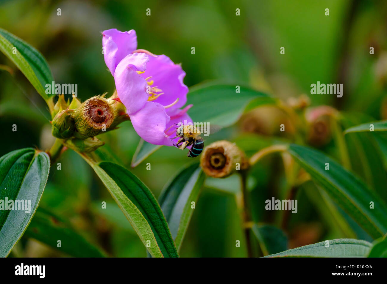 Blue Banded Bees pollenating flowers Stock Photo - Alamy