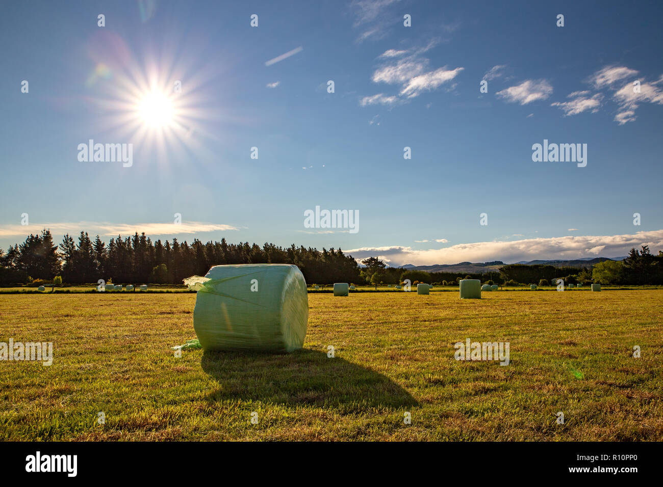 The afternoon setting sun on a field of newly wrapped winter feed in spring, Canterbury, New Zealand Stock Photo