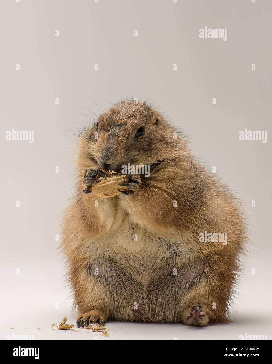 Black-tailed Prairie Dog Isolated on White Background 1 Stock Photo