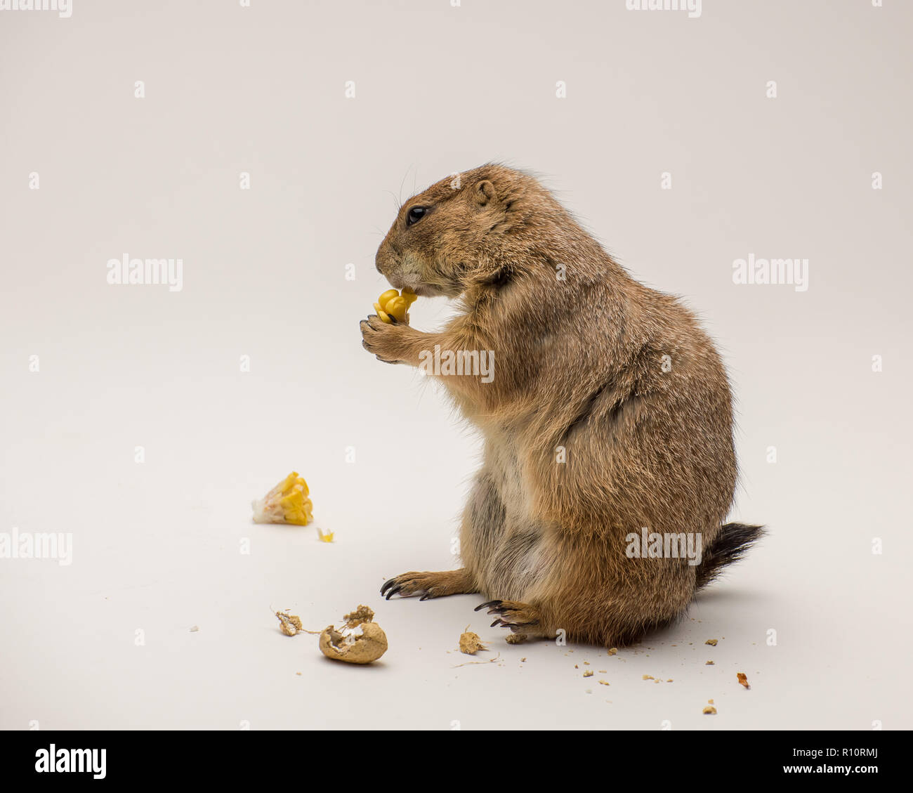 Black-tailed Prairie Dog Isolated on White Background 3 Stock Photo