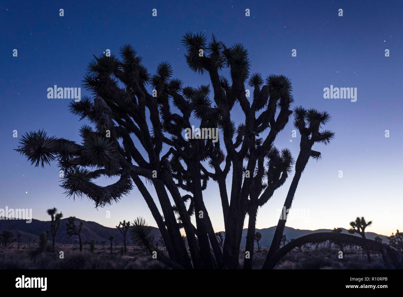 Joshua Tree, Yucca brevifolia, photographed at night in Joshua Tree National Park, California, USA Stock Photo