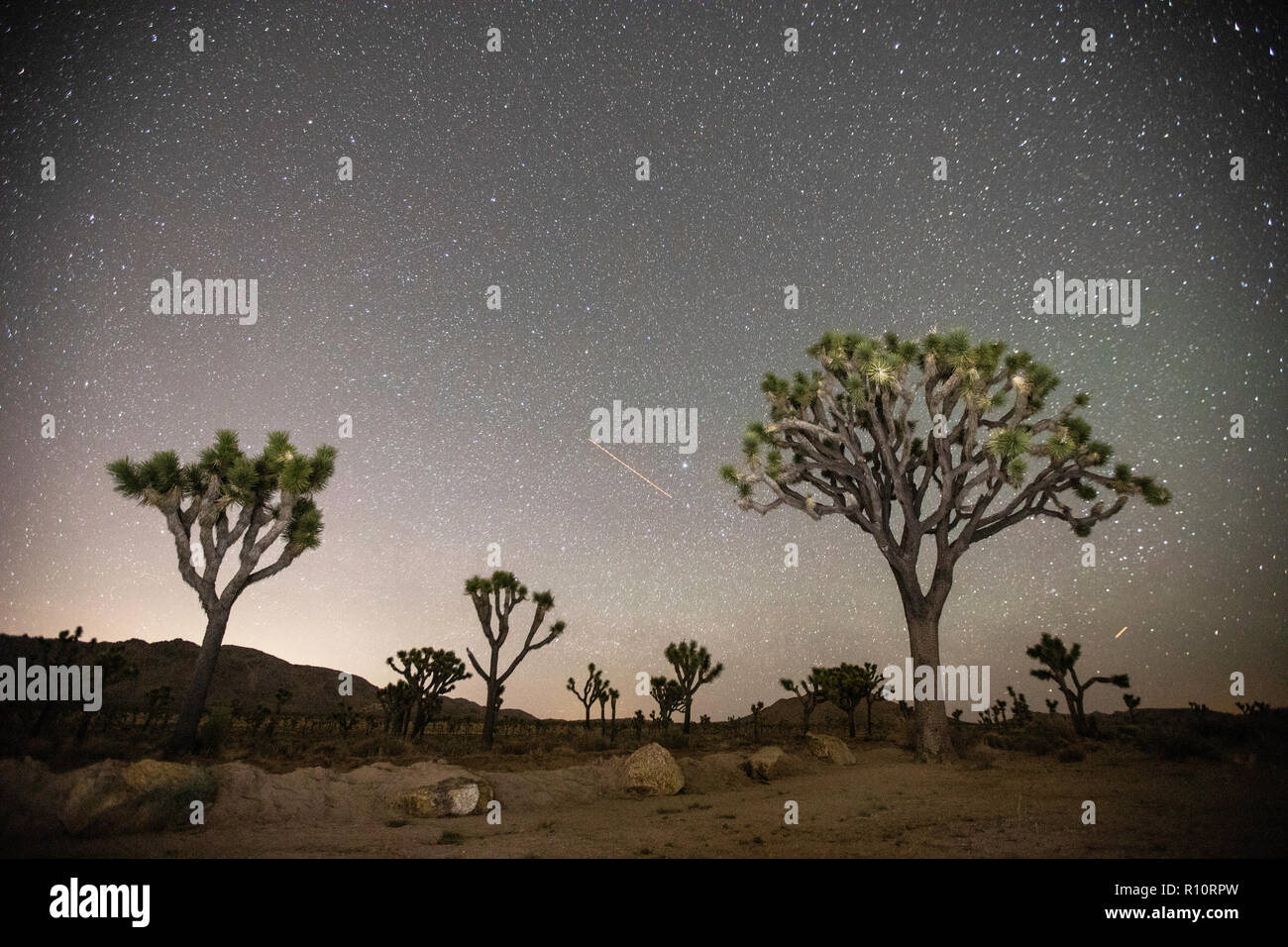 Magical landscape, Joshua Tree National Park at night, California, USA Stock Photo