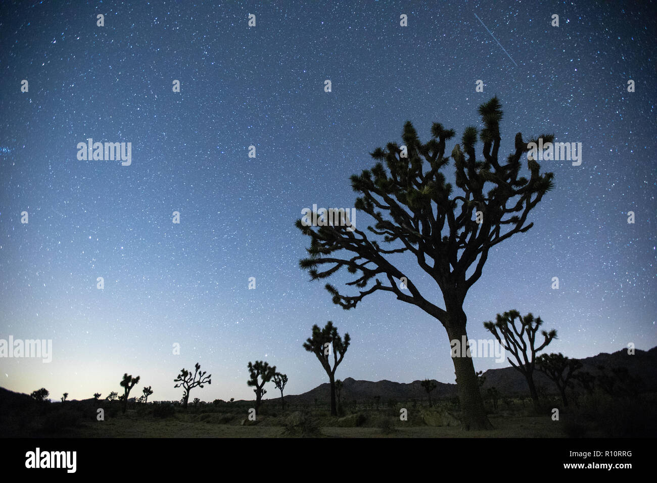 Night sky in Joshua Tree National Park, California, USA Stock Photo