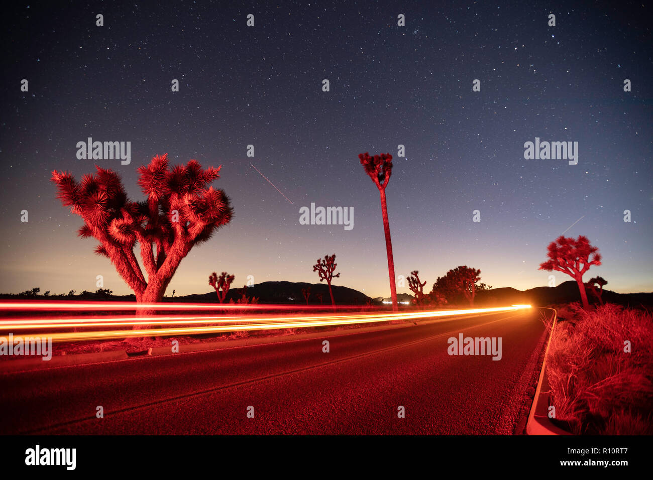 Road thru Joshua Tree National Park at night, California, USA Stock Photo