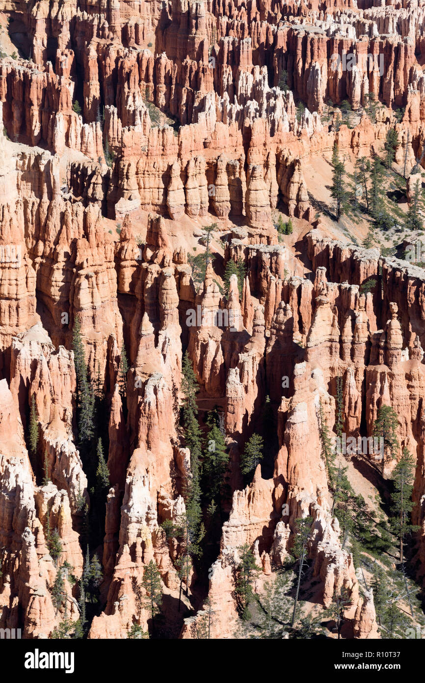 View of hoodoo formations in the Amphitheater in Bryce Canyon National Park, Utah, USA. Stock Photo