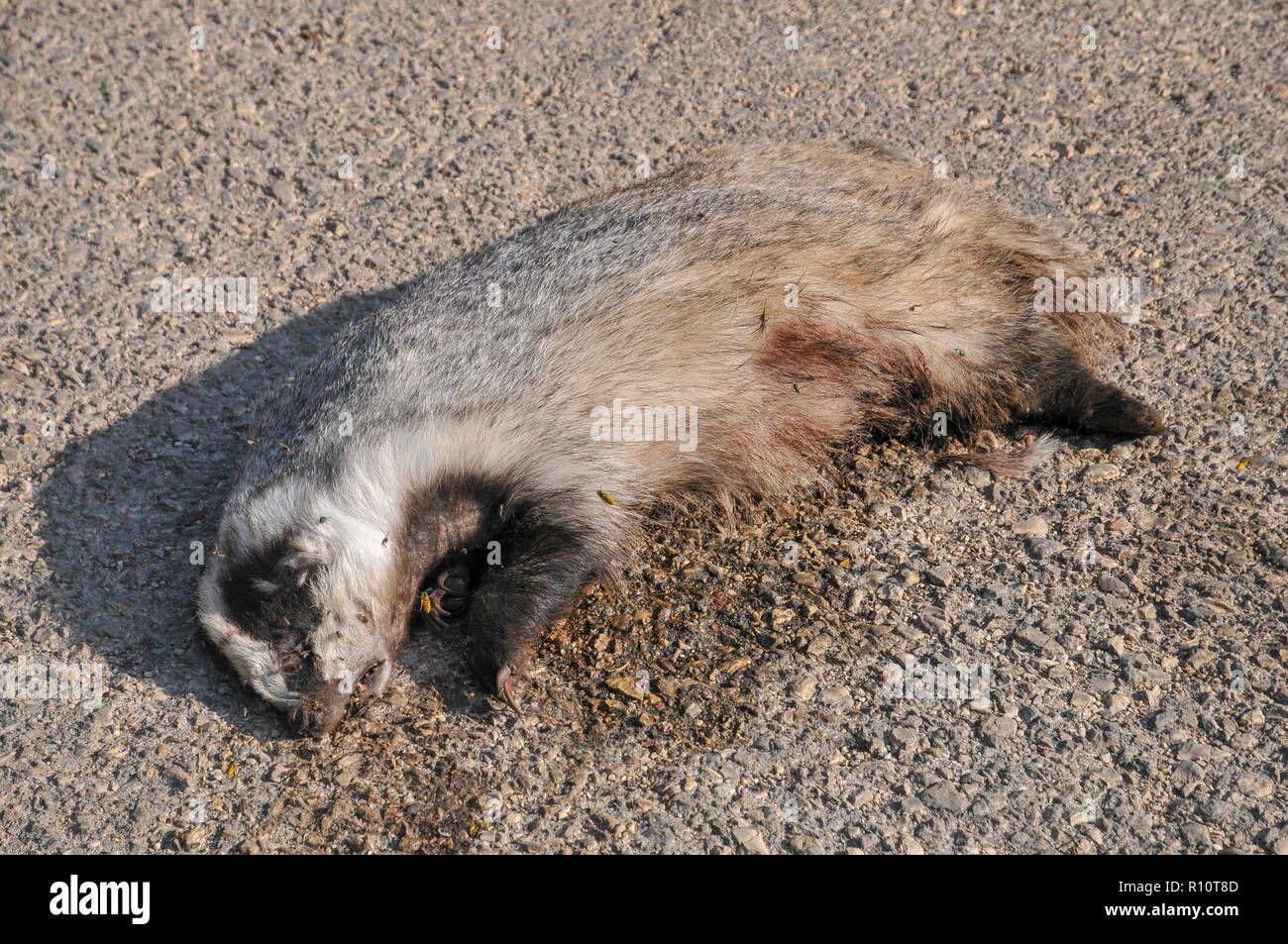 Dead European badger (Meles meles) at the side of a road. The European badger is carnivorous, feeding mainly on earthworms which it seeks out in mild  Stock Photo