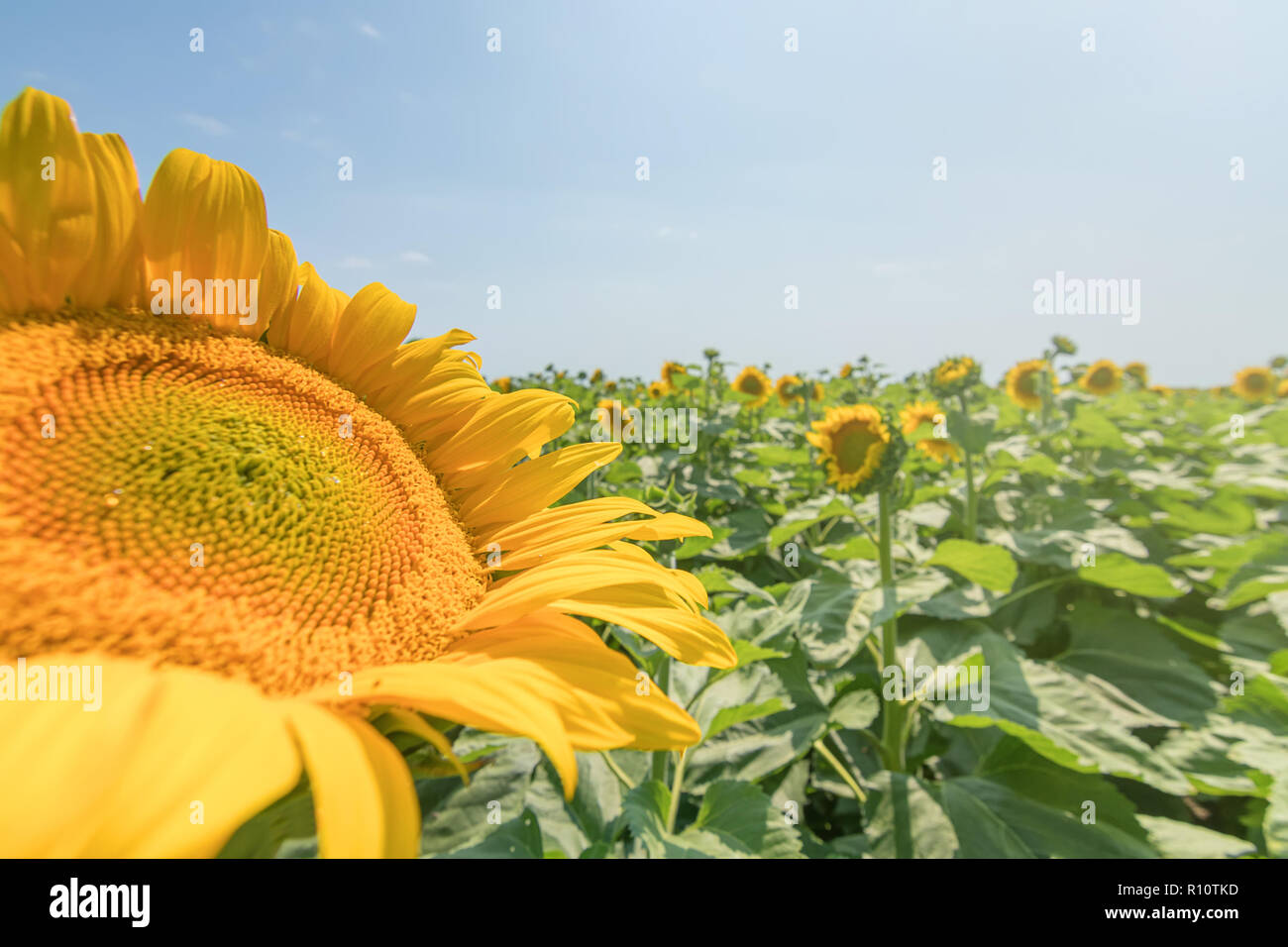 Sunflower, Field of blooming sunflowers Stock Photo - Alamy