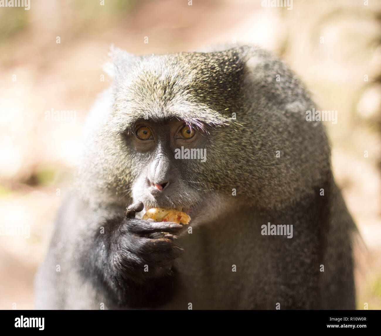 Monkey eating bread Stock Photo