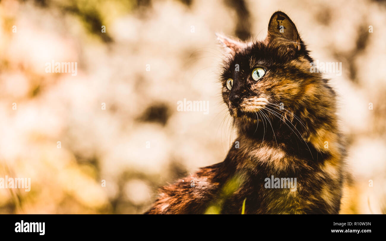 Nice green-eyed cats resting outdoors Stock Photo - Alamy