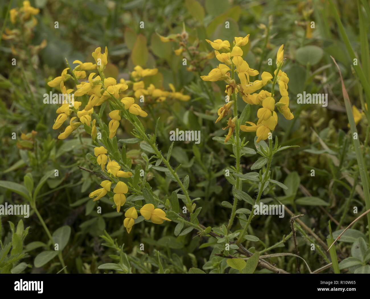 German Greenweed, Genista germanica in flower in alpine pasture, Slovenia. Stock Photo