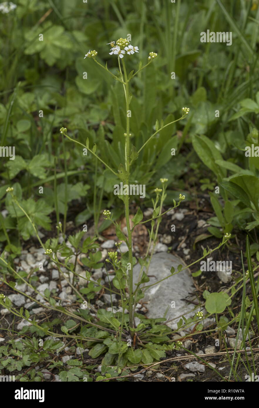 Cardaminopsis halleri, in flower in limestone pasture, Julian Alps, Slovenia. Stock Photo