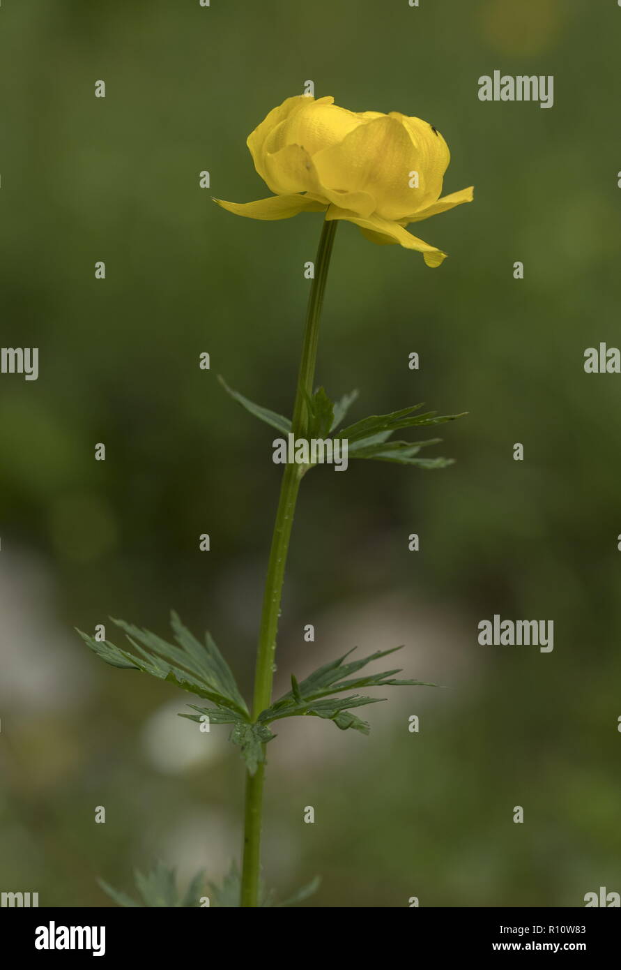 Globe flower, Trollius europaeus, in mountain meadow Stock Photo Alamy