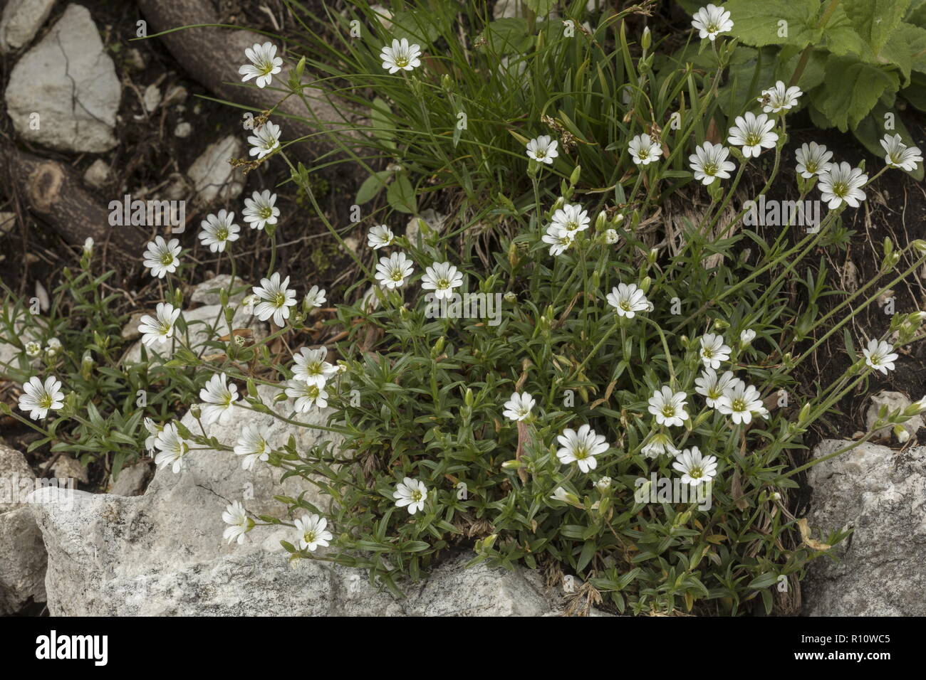 Field mouse-ear, Cerastium arvense, mountain form.  Julian Alps, Slovenia. Stock Photo