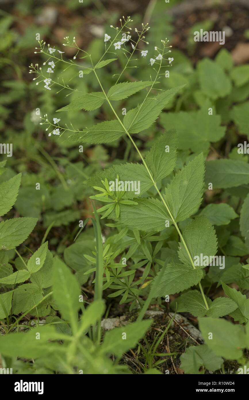 Nettle-leaved Speedwell, Veronica urticifolia, in flower in woodland, Slovenia. Stock Photo