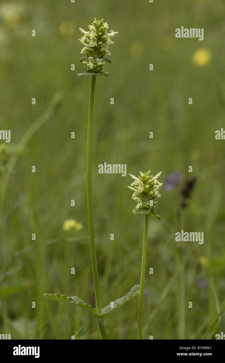 Yellow Betony, Stachys alopecuros, in flower in mountain meadow, Slovenia. Stock Photo