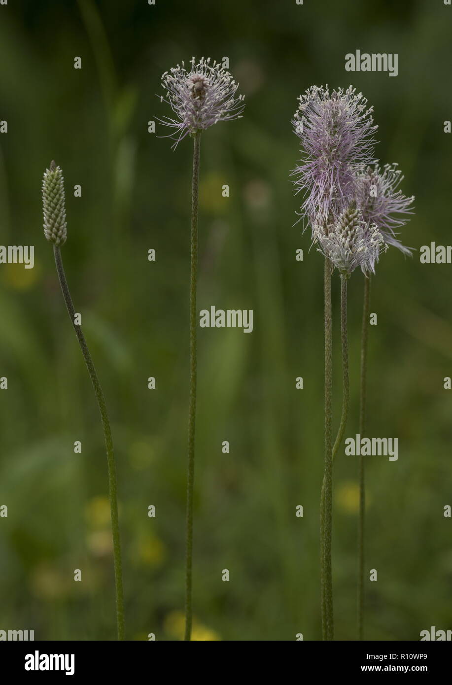 Hoary plantain, Plantago media in flower in limestone grassland. Stock Photo