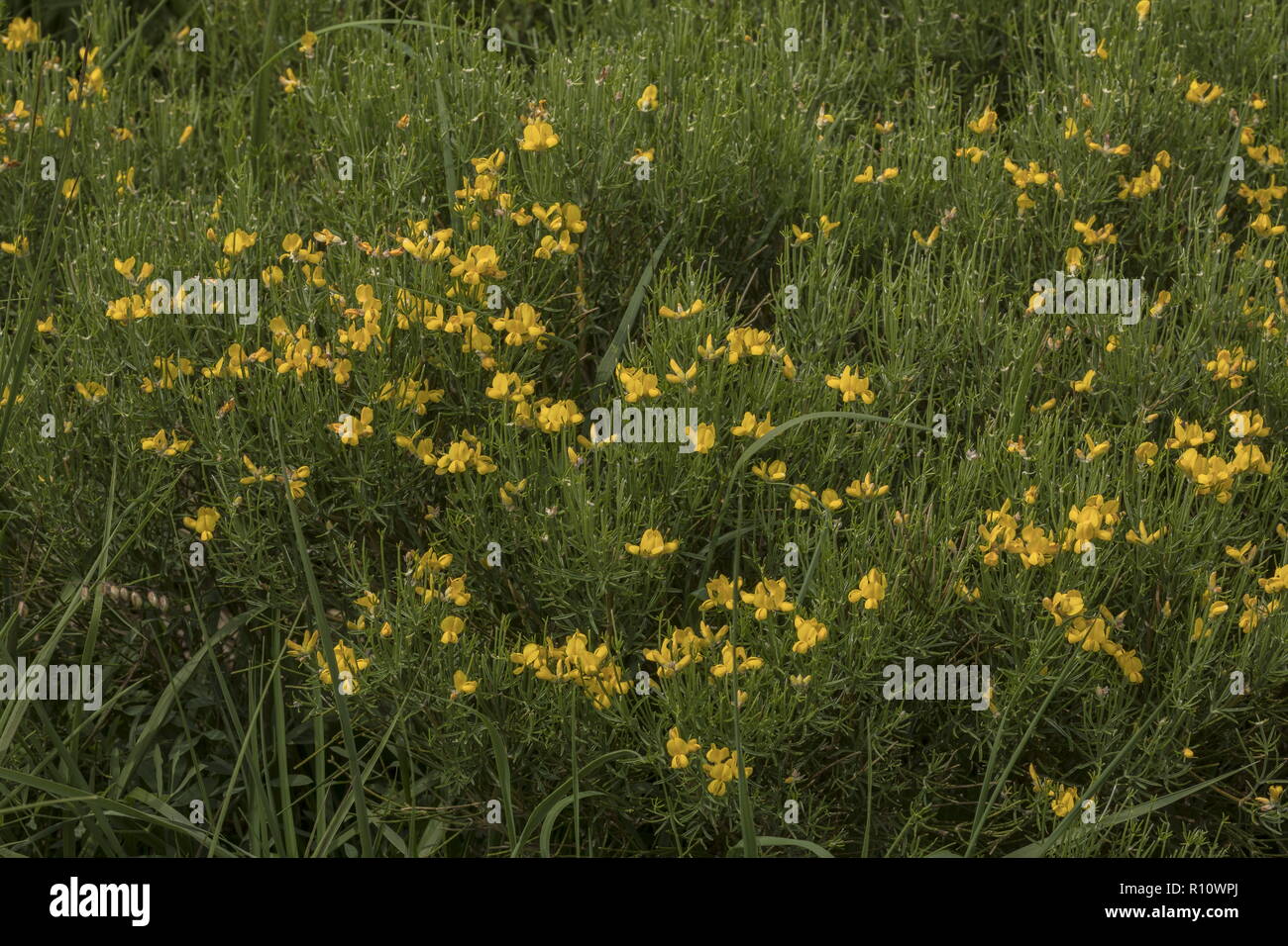 Southern greenweed, Genista radiata, in flower on limestone, Slovenia. Stock Photo