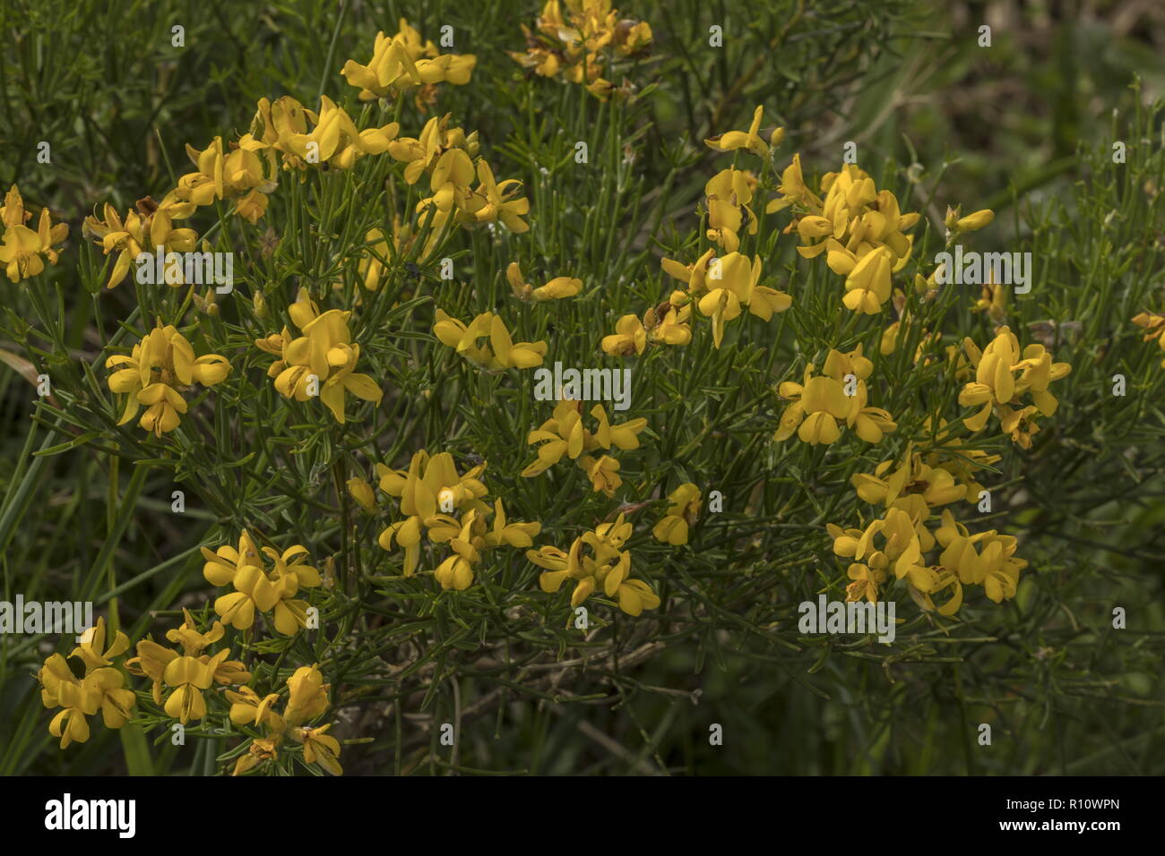 Southern greenweed, Genista radiata, in flower on limestone, Slovenia. Stock Photo
