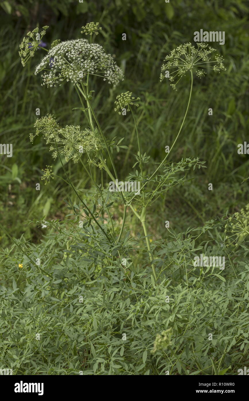 A sermountain, Laserpitium siler, in flower on limestone, Julian Alps, Slovenia. Stock Photo