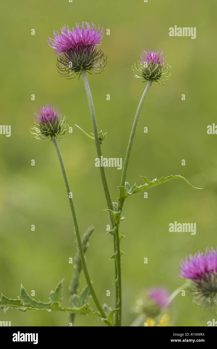 Alpine thistle, Carduus defloratus ssp. defloratus, in flower, Slovenia. Stock Photo
