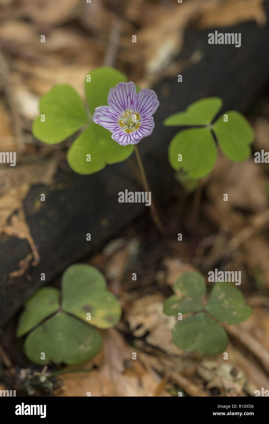 Pink-veined flowers of Wood Sorrel, Oxalis acetosella in beech woodland. Stock Photo