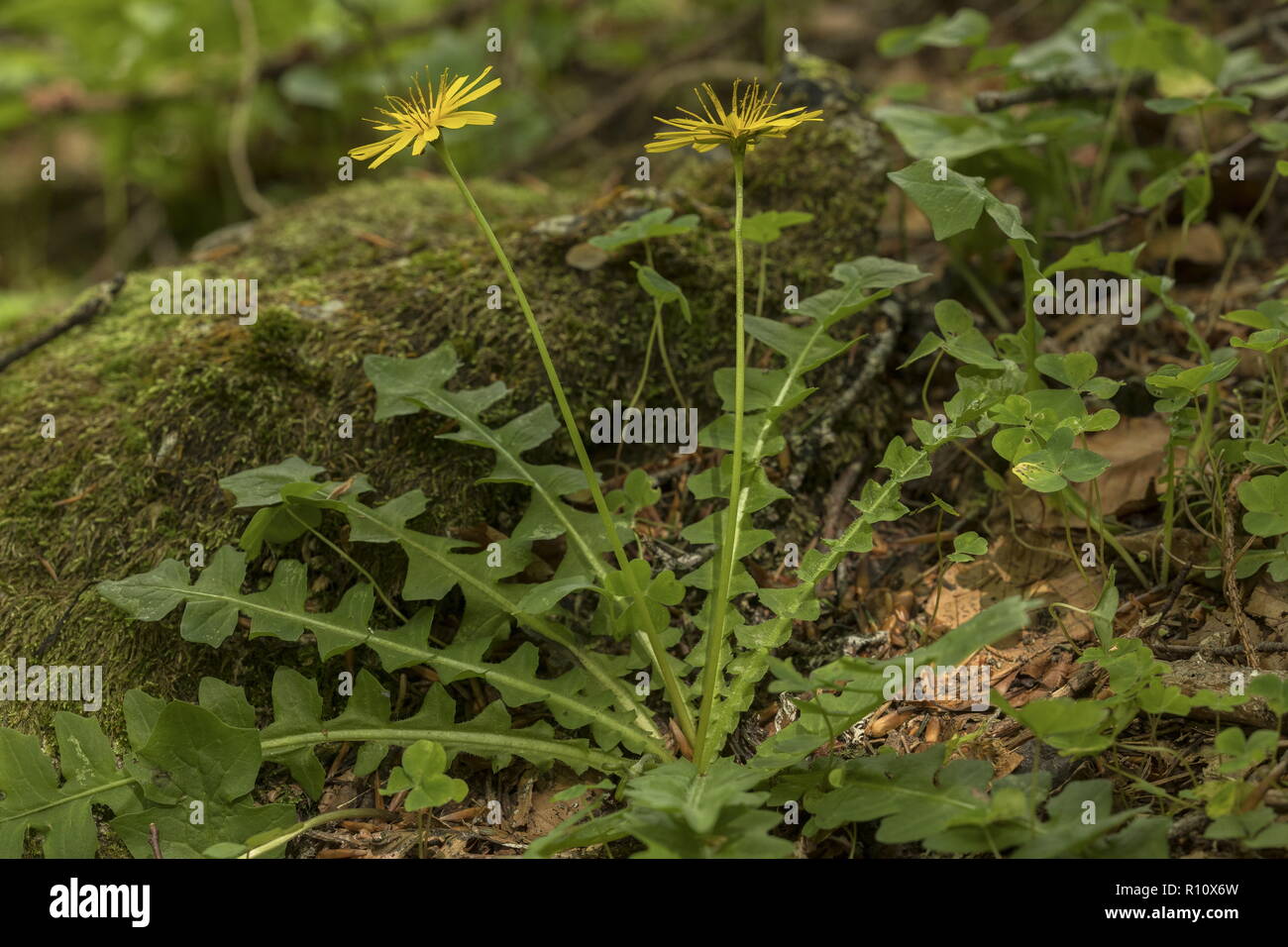 Aposeris, Aposeris foetida, in flower in mountain woodland, Slovenia. Stock Photo