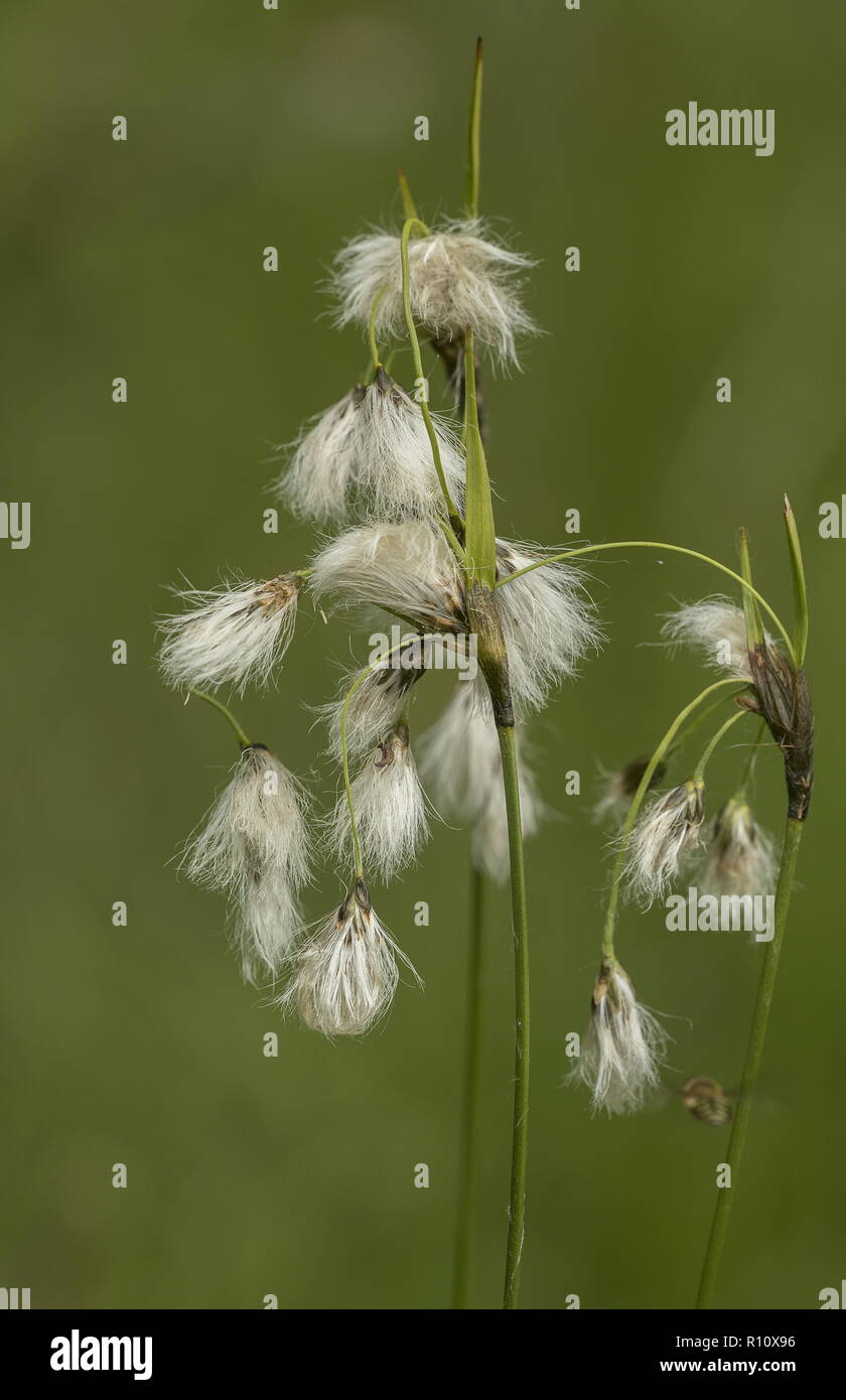 Broad-leaved Cotton-grass, Eriophorum latifolium going into seed. Wet fen. Stock Photo