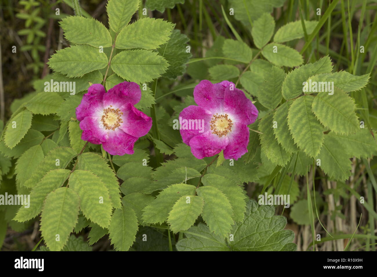 Alpine Rose, Rosa pendulina in flower, Julian Alps, Slovenia. Stock Photo