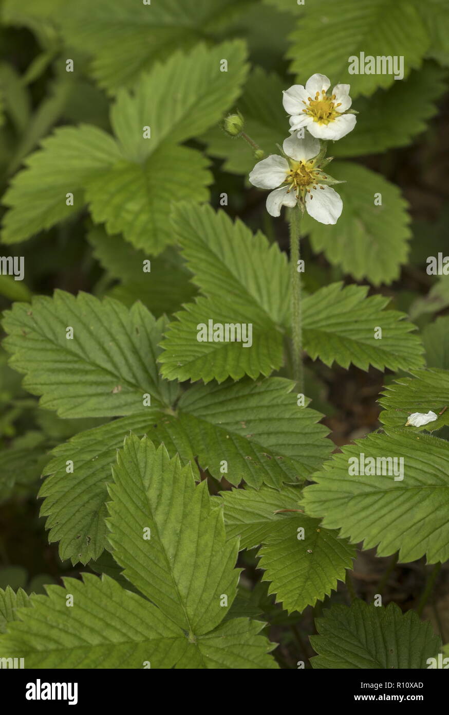 Musk strawberry, Fragaria moschata, in flower, Julian Alps. Stock Photo