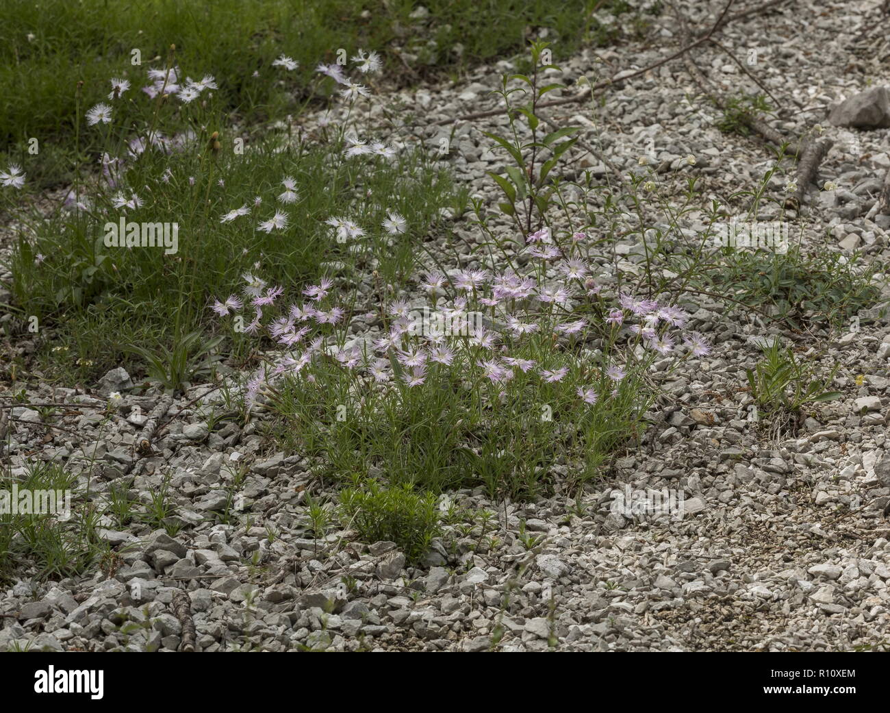 Sternberg's pink, Dianthus sternbergii, on limestone scree, Julian Alps, Slovenia. Stock Photo