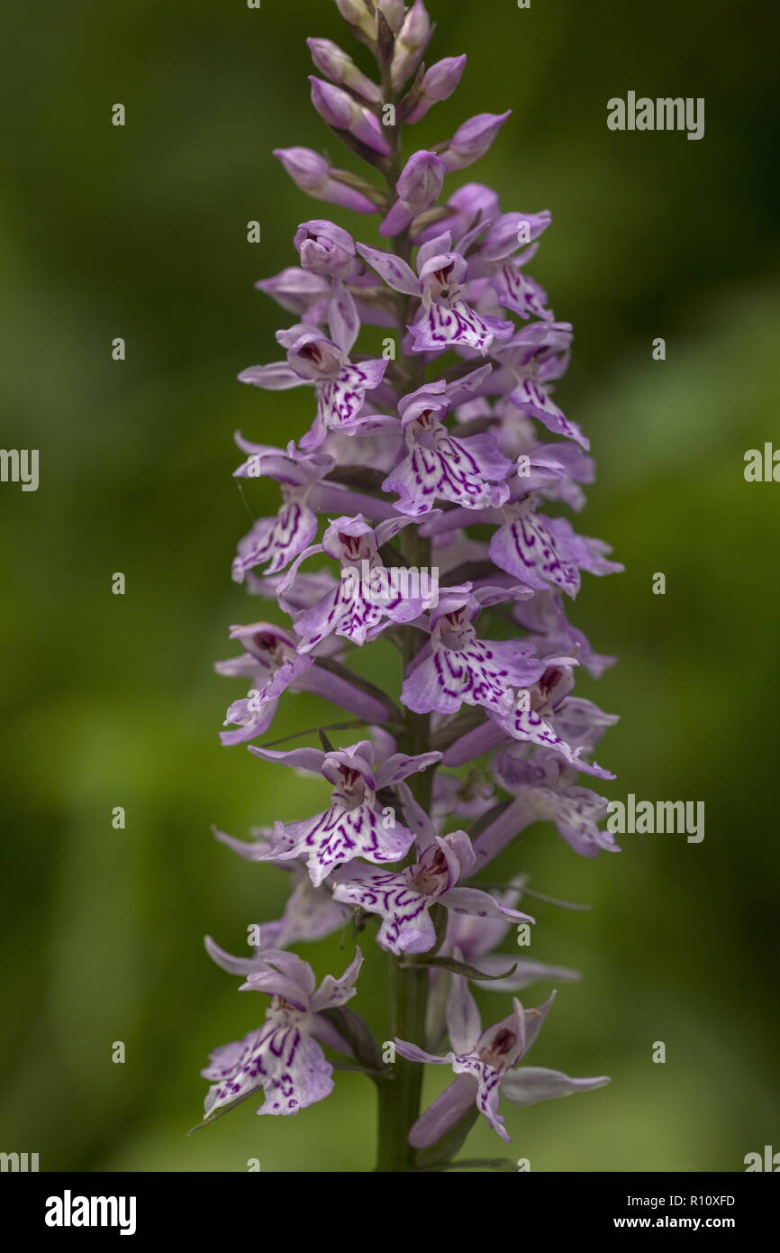 Common Spotted Orchid, Dactylorhiza fuchsii inflorescence. Stock Photo