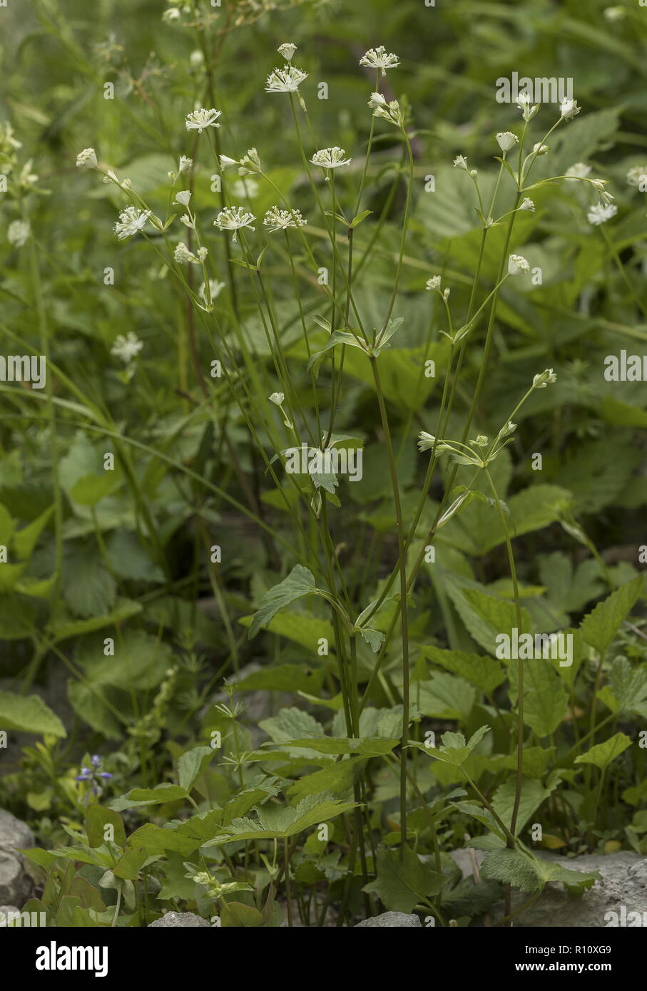 Carnic masterwort, Astrantia carniolica, in flower, Julian Alps, Slovenia. Stock Photo