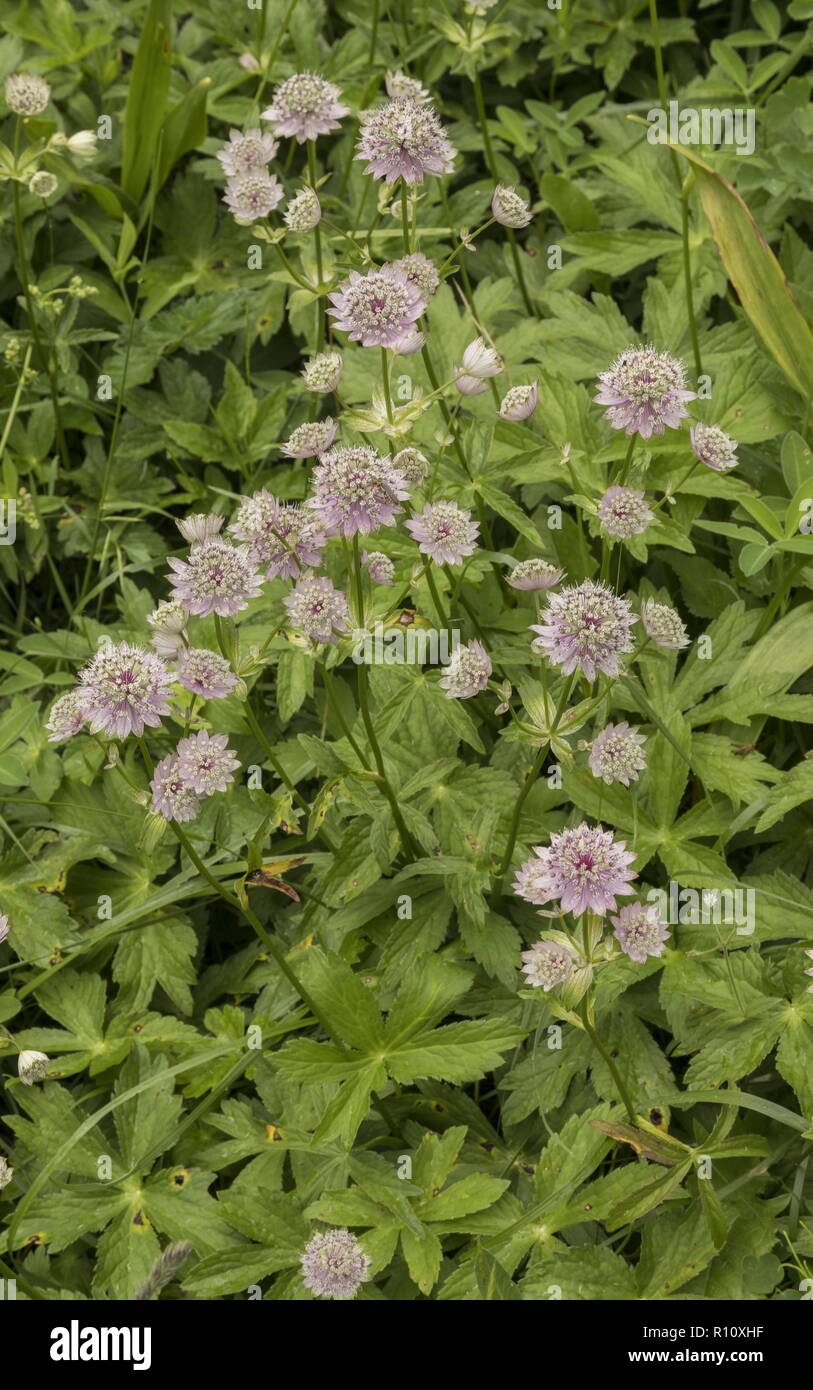 Great masterwort, Astrantia major in flower in alpine meadows, Julian Alps, Slovenia. Stock Photo
